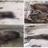 العميد نصر اليافعي: قواتنا أفشلت هجوماً إرهابياً للقاعدة في أبين وحققت انتصاراً كبيراً على عناصر الشر والإرهاب