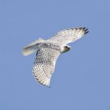 روسيا.. سجن إماراتي 6 سنوات بتهمة محاولة تهريب صقور مهددة بالانقراض