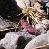 جندب وردي يثير دهشة العلماء في نيوزيلندا