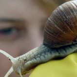 تكنولوجيا روسية صديقة للبيئة تعيد تدوير نفايات الرخويات لتنقية المياه