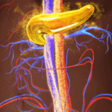 اكتشاف واعد قد يوقف السكري قبل بدايته