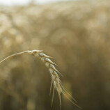 سعر القمح يتجه لتسجيل أطول موجة مكاسب منذ أبريل 2025