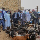 تدشين حملة معالجة الطفيليات الدخيلة والدورة التدريبية لعمال الصحة الحيوانية بسقطرى