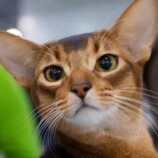 قطة روسية تفوز بلقب أفضل قطة في العالم لعام 2025 (فيديو+صور)