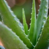 دراسة حديثة: «الآلوفيرا» قد تفتح باباً بحثياً جديداً في مواجهة ألزهايمر