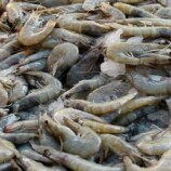 بيانات إحصائية: الجمبري أصبح السلعة التصديرية الرئيسية في الإكوادور عام 2025