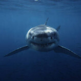 اكتشاف لسمكة قرش في مكان غير متوقع