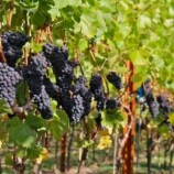 نواة عنب قديمة تكشف سر أصناف النبيذ التي نعرفها اليوم