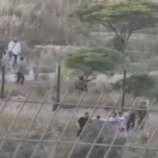 مشهد صادم.. مستوطنون إسرائيليون ينتهكون حرمة الموتى ويجبرون فلسطينيين على نقل جثة من قبرها (فيديو)
