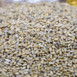 سوريا.. تأخر صرف مستحقات القمح في الجزيرة يهدد الموسم الجديد والفلاحون يرفعون الصوت